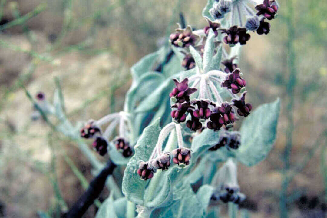 /assets/bee-friendly-plants/california-milkweed.jpg