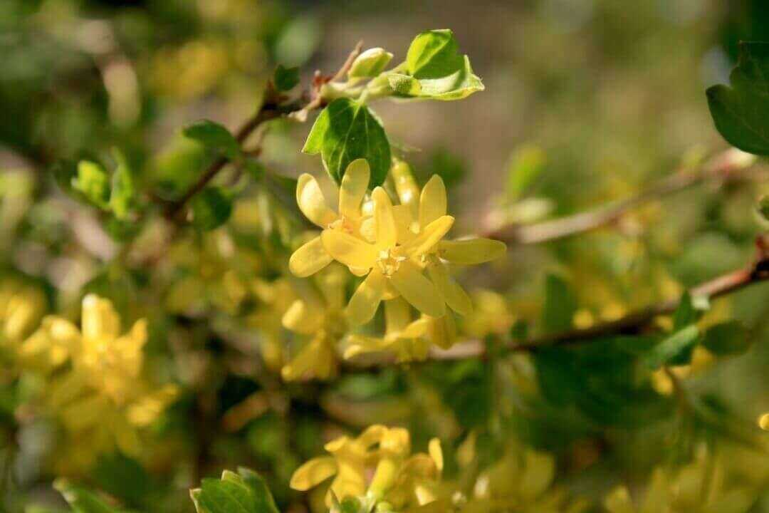 Littleleaf Mock Orange