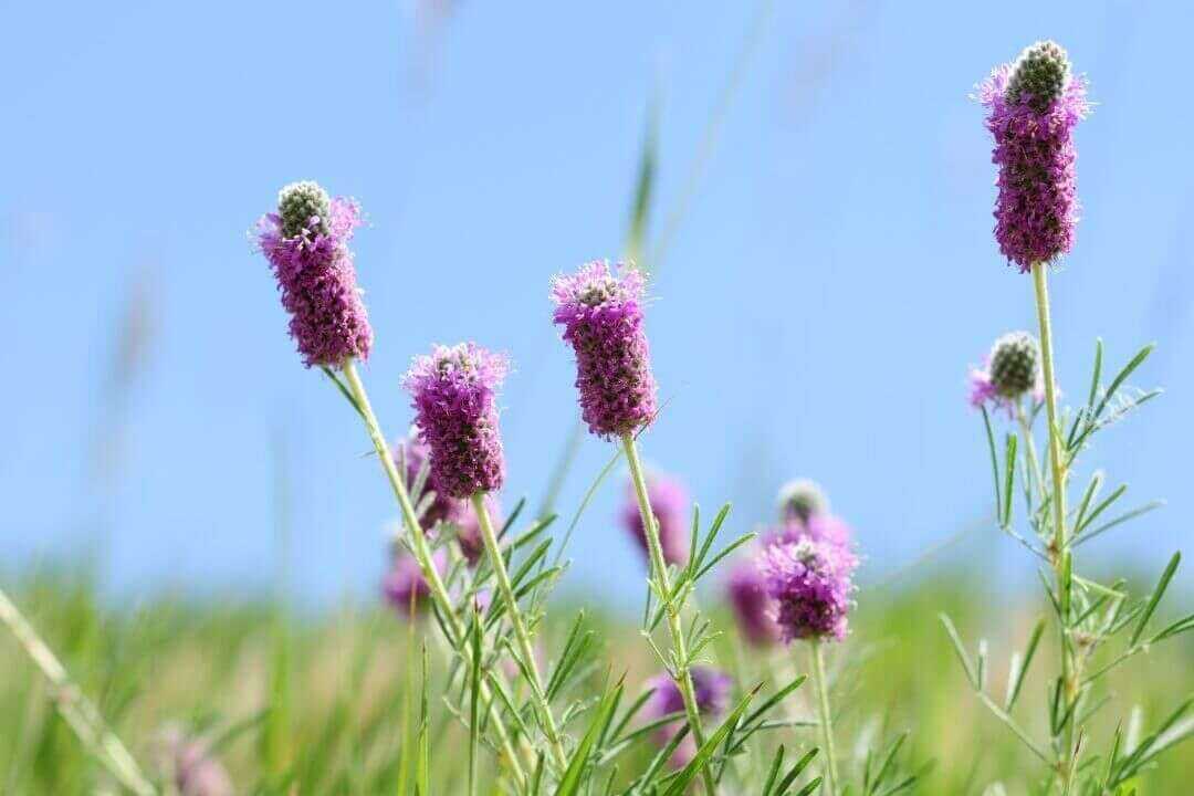 /assets/bee-friendly-plants/purple-prairie-clover.jpg