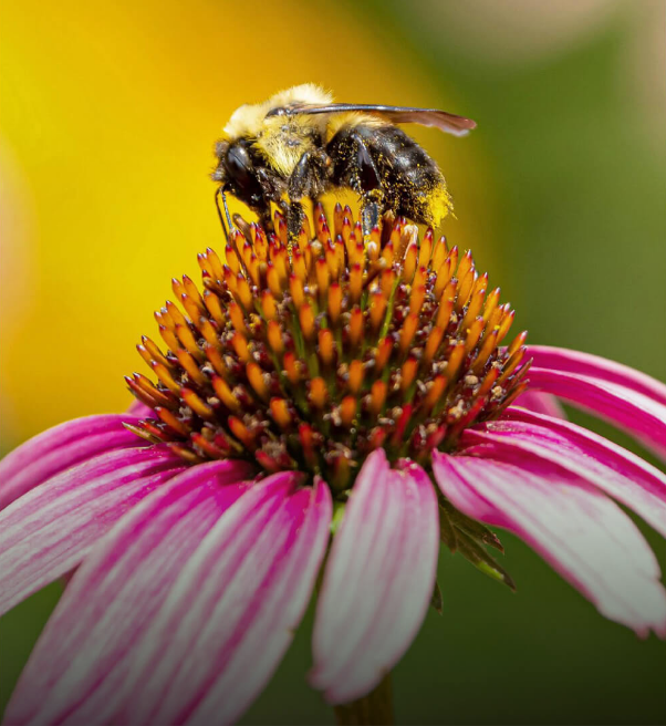 BEE GARDENING